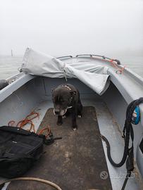 Mix american Staffordshire & english Staffordshire