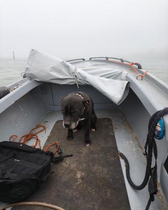 Mix american Staffordshire & english Staffordshire