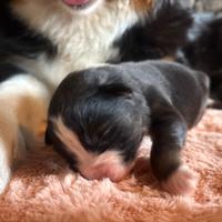 Cuccioli di pastore australiano