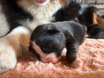 Cuccioli di pastore australiano