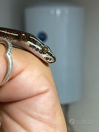 Serpente Boaedon lineatus