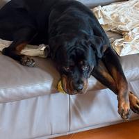 Rottweiler disponibile per monta