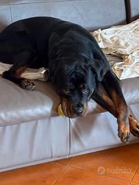 Rottweiler disponibile per monta