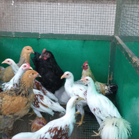 Galline yocohama ed altre