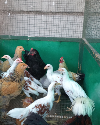 Galline yocohama ed altre