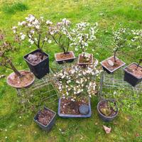 BONSAI E PREBONSAI DA FIORE E FRUTTO