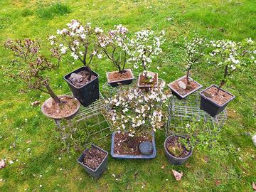 BONSAI E PREBONSAI DA FIORE E FRUTTO