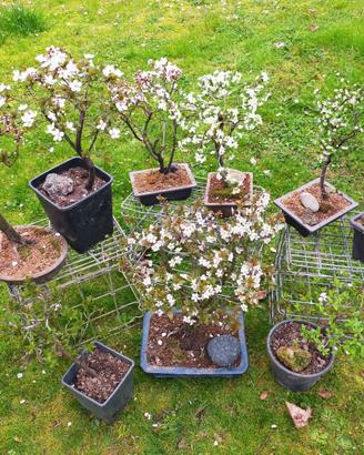 BONSAI E PREBONSAI DA FIORE E FRUTTO