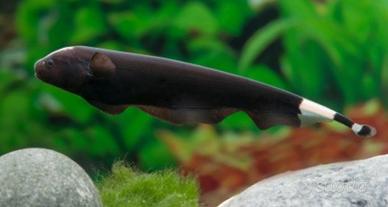 Pesce coltello - apteronotus albifrons