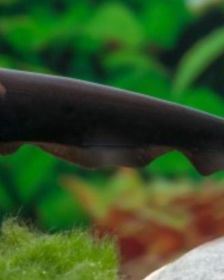 Pesce coltello - apteronotus albifrons