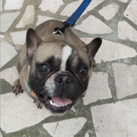 Femmina bulldog francese