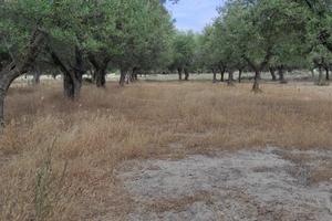 Suolo edificabile Andria in C.da Martinelli