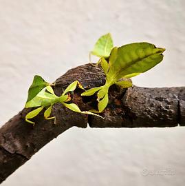 Insetto foglia - phyllium