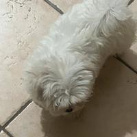 Cuccioli maltesi linea coreana con pidegree