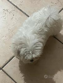 Cuccioli maltesi linea coreana con pidegree