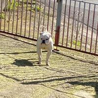 American bulldog Monta