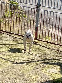 American bulldog Monta
