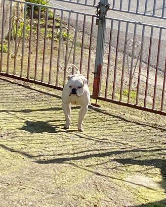 American bulldog Monta