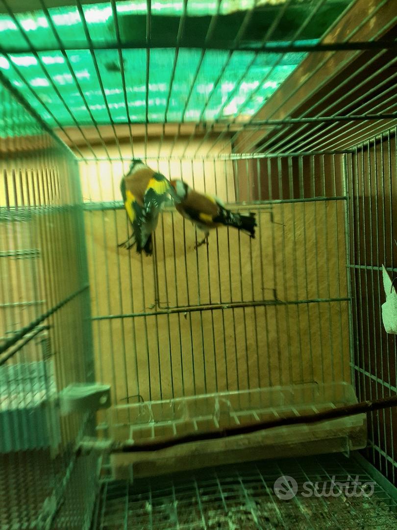 cardellini mayor - Animali In vendita a Novara