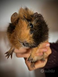 Porcellino d'india/cavia