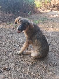 Animali