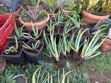 Piante di Aloe vera