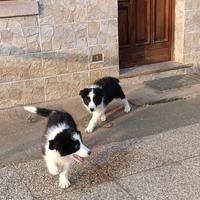 Cuccioli di Border Collie