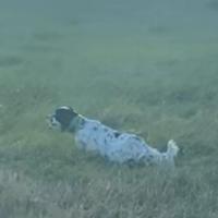 Cucciolata Setter inglese