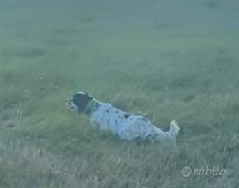 Cucciolata Setter inglese