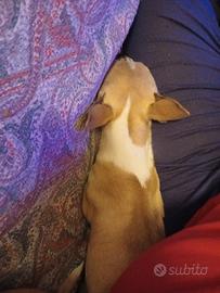 Chihuahua Cuccioli
