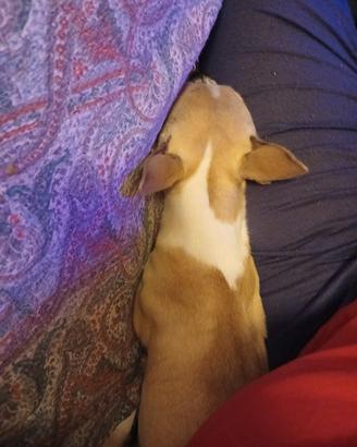 Chihuahua Cuccioli meravigliosi
