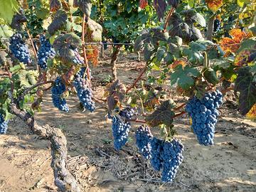 uva da vino
