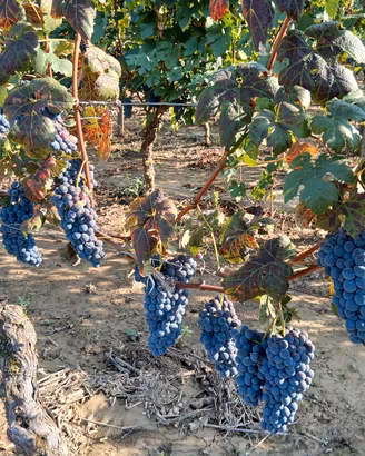 uva da vino