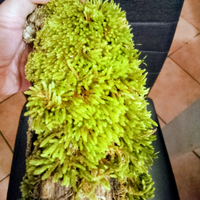 Muschi vivi e biotopi per terrari e teche