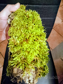 Muschi vivi e biotopi per terrari e teche