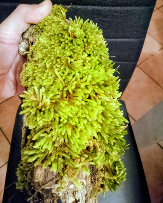 Muschi vivi e biotopi per terrari e teche