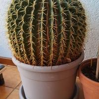 Pianta grassa - Cactus