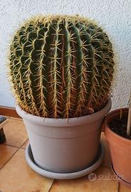 Pianta grassa - Cactus