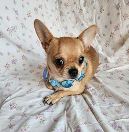 NICO chihuahua maschio