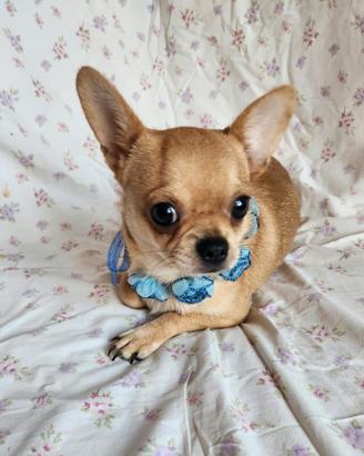 NICO chihuahua maschio
