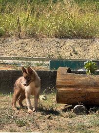 Husky
