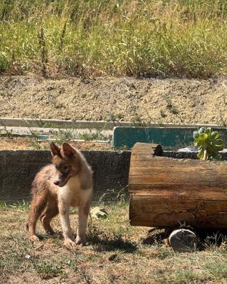 Husky