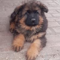 Pastore Tedesco a Pelo lungo