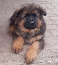 Pastore Tedesco a Pelo lungo