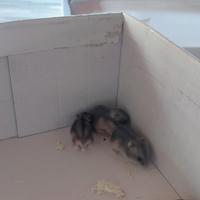 Criceti piccoli