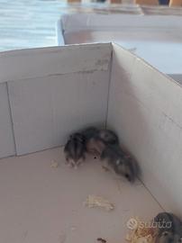 Criceti piccoli
