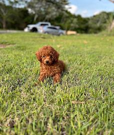 Cuccioli barboncino toy red