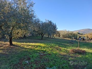 Terreno con vigna e uliveto