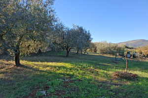 Terreno con vigna e uliveto