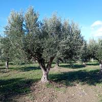 alberi di ulivo